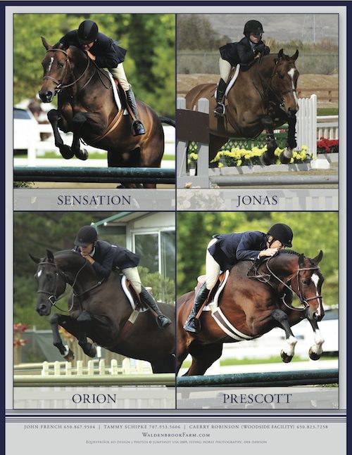 Sale Horse Photos
