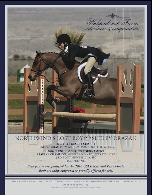 Lost Boy - Pony for Sale